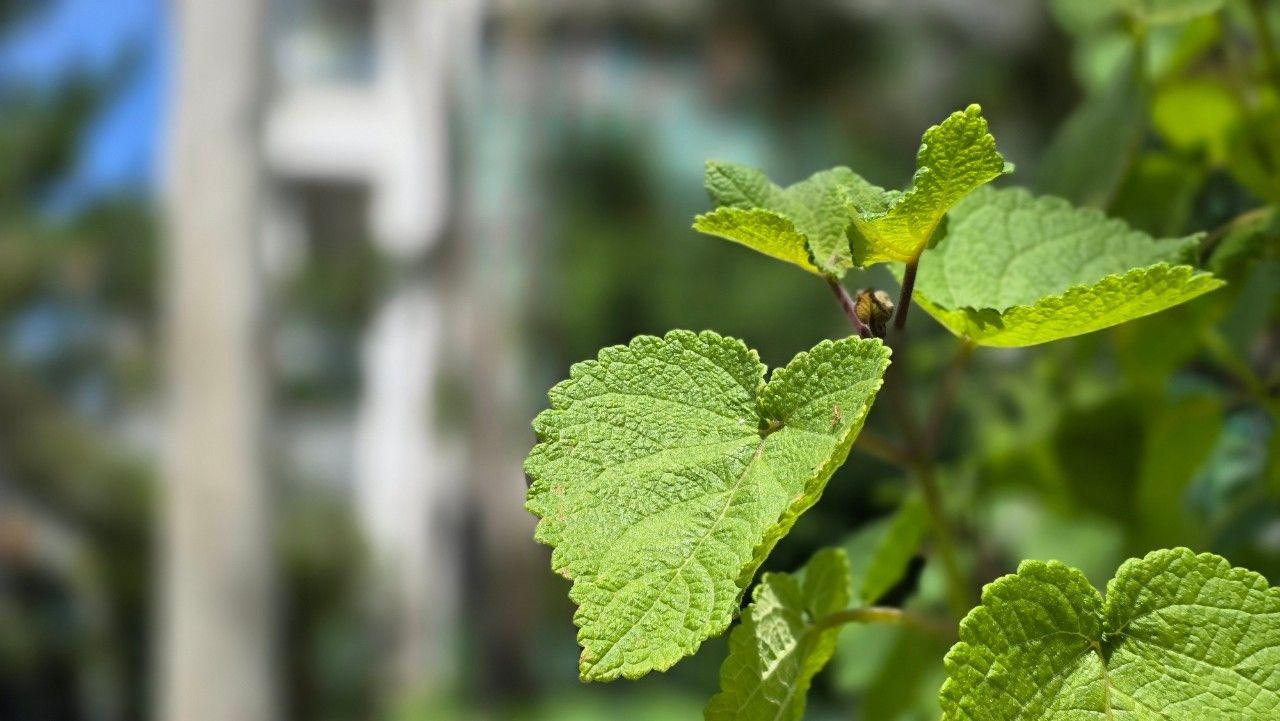First Herbal Natural Biotechnology Park_2