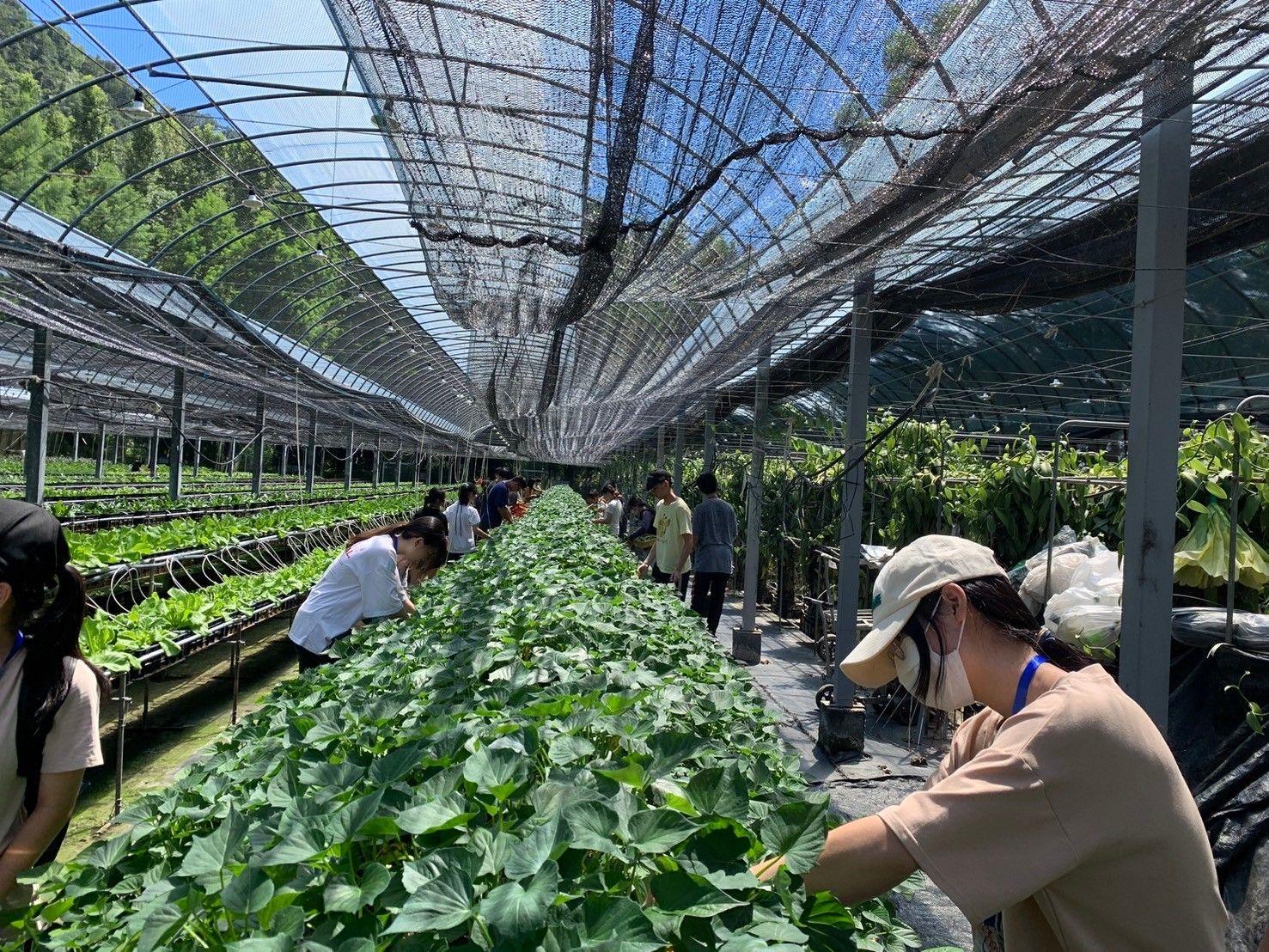 Taii Farm_3