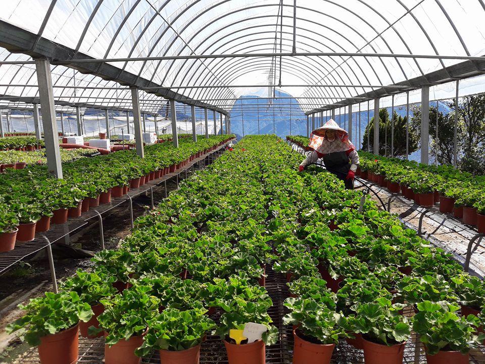 Taii Farm_1
