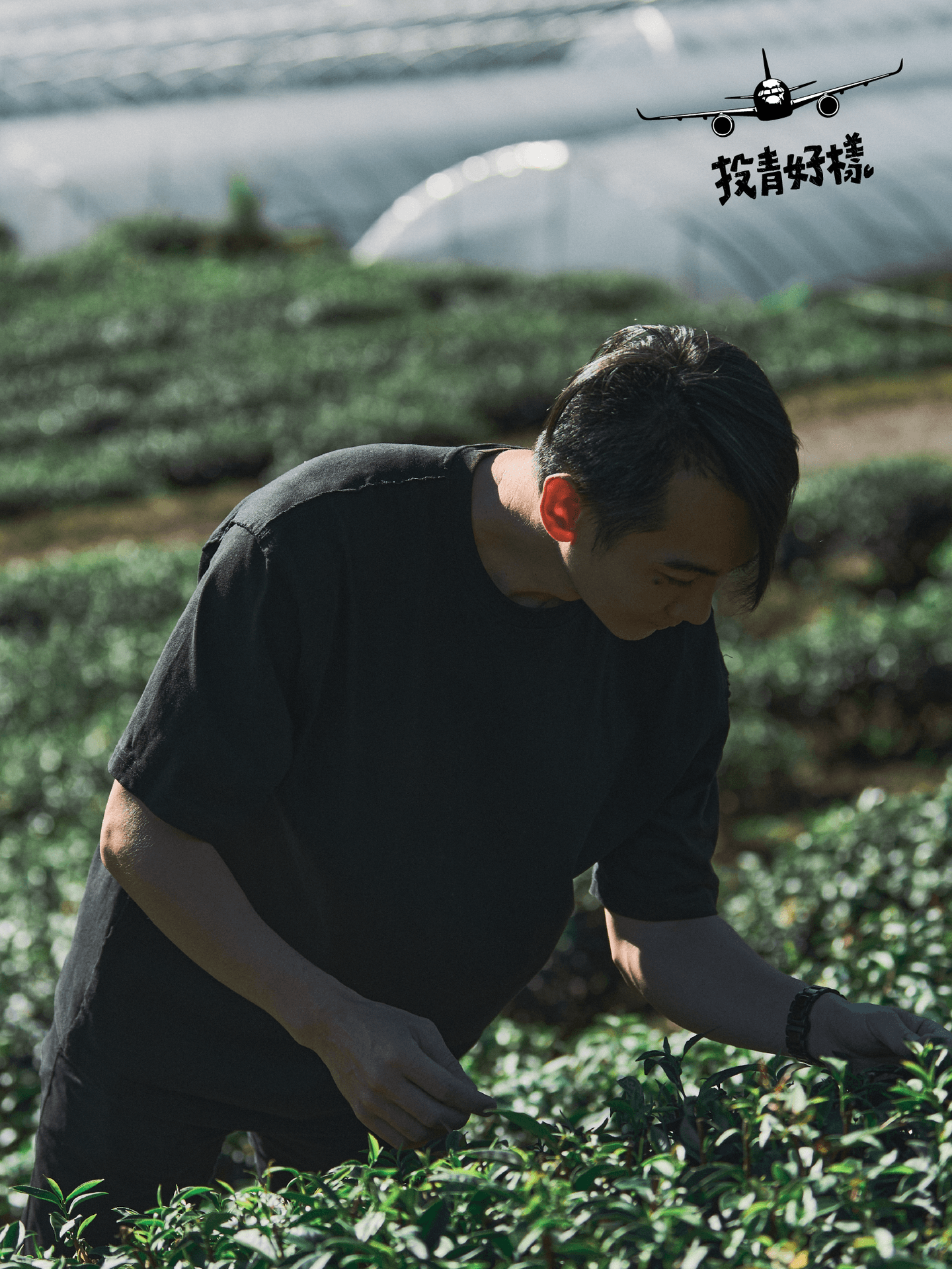 曦星品茶
